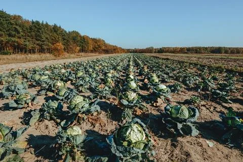 Rows Of Cabbage Growing In Large Agricultural Field With Forest Background Photos