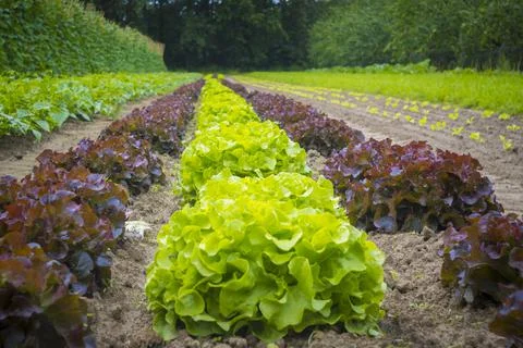 Rows of cabbage lettuce growing on the vegetable farm Stock Photos