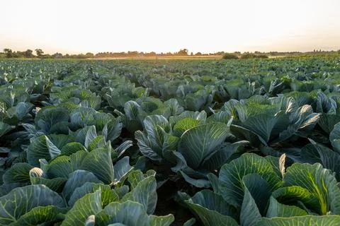 Rows of cabbage plants grow in a large field as the sun sets on the horizon.. Stock-Fotos