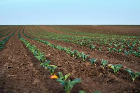 Rows of cabbage plants growing in cultivated farmland under clear blue sky Stock Photos