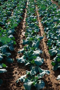 Rows of Cabbage in Soil Stock Photos