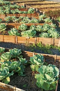 Rows of Cabbages Growing in the Sunlight 库存照片