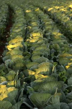 Rows of cabbages Stock Photos