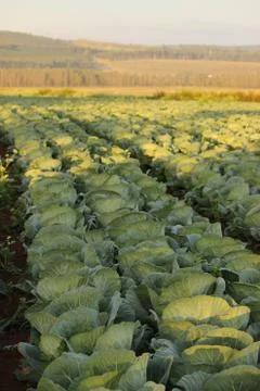 Rows of cabbages Stock Photos
