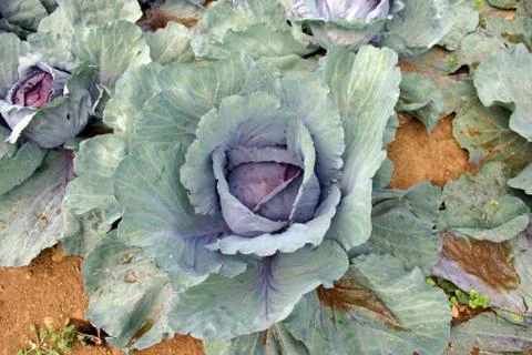 Rows of cabbages Stock Photos