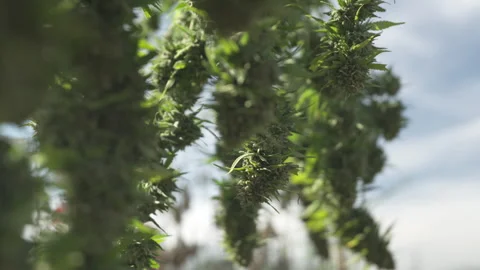 Rows of cannabis plants drying naturally in the sun Stock Footage 316313752