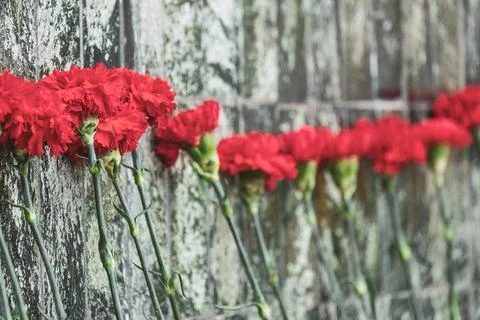 Rows of carnations on the background of an old granite slab Foto stock