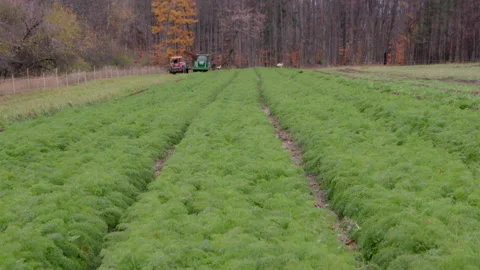 Rows of carrot crops in a field, and two farm tractors Stock Footage 159013331