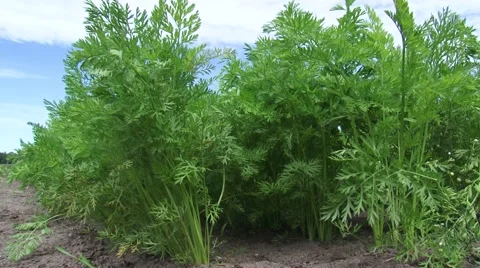 Rows of carrot plants growing in sandy soil - low angle 動画素材 53794639