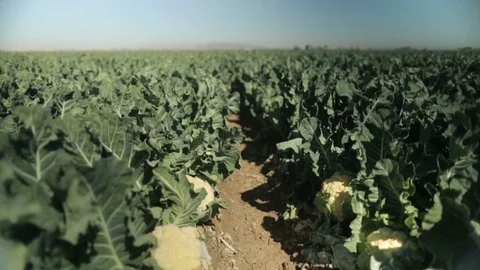Rows of Cauliflower with Workers in the background Stock Footage 94643099