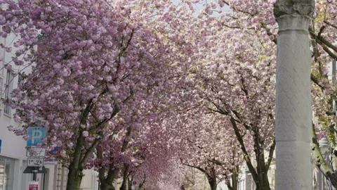 Rows of cherry blossom tree in Bonn, Germany Stock Footage 155470605