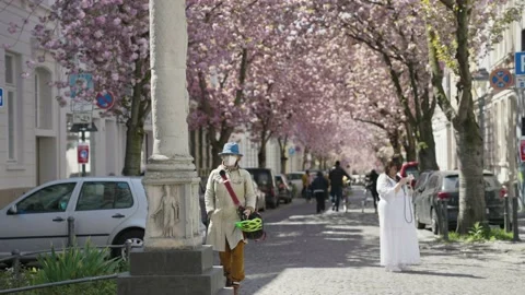 Rows of cherry blossom tree in the middle of a street  in Bonn, Germany Stock Footage 155613358