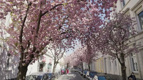 Rows of cherry blossom tree in the middle of a street in Bonn, Germany Video stock 155613582