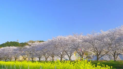 Rows of cherry blossom trees and yellow canola flowers in full bloom, Japanese t Stock Footage 168299355
