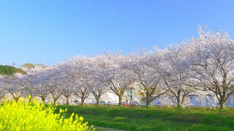 Rows of cherry blossom trees and yellow canola flowers in full bloom, Japanese t Stock Footage 168300588