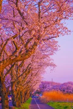 Rows of cherry blossom trees dyed by the setting sun Stock Photos