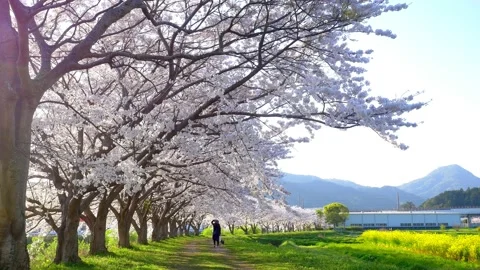 Rows of cherry blossom trees in full bloom and a woman walking with her dog in s Stock Footage 168290135