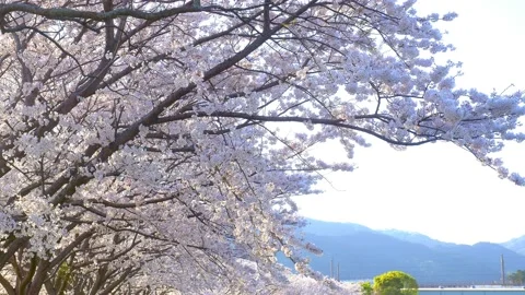 Rows of cherry blossom trees in full bloom, sunset in a spring time, Japanese tr Stock Footage 168311552