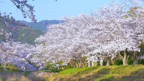 Rows of cherry blossom trees in full bloom, sunset in a spring time, Japanese tr Stock Footage 168312475