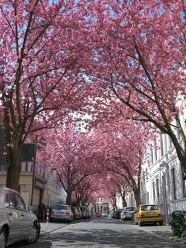 Rows of cherry blossoms trees in Bonn, Germany Stock Photos