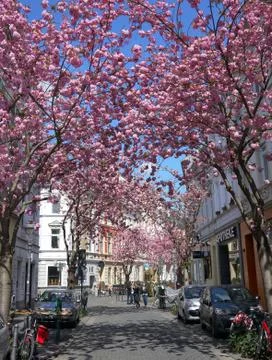 Rows of cherry blossoms trees in Bonn, Germany Stock Photos