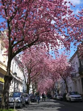 Rows of cherry blossoms trees in Bonn, Germany Stock Photos