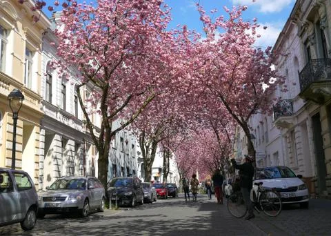 Rows of cherry blossoms trees in Bonn, Germany Stock Photos