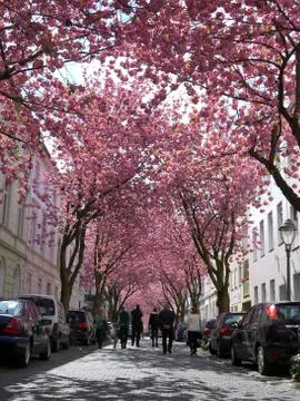 Rows of cherry blossoms trees in Bonn, Germany Stock Photos