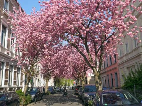Rows of cherry blossoms trees in Bonn, Germany Stock Photos