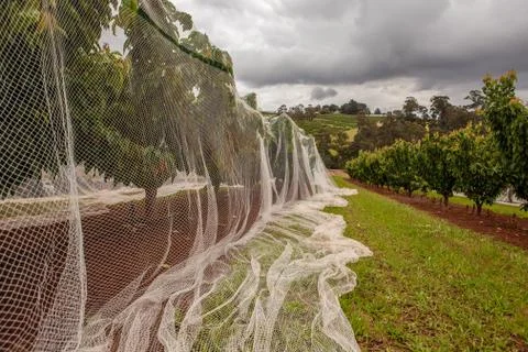 Rows of cherry trees at cherry farm Stock Photos