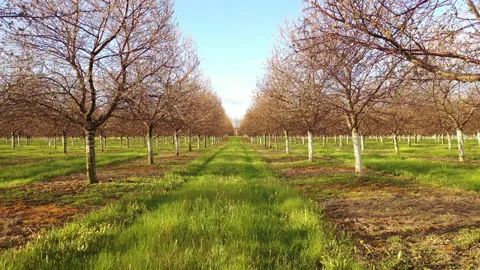 Rows of cherry trees in early spring season. Fruit orchard Stock Footage 153970015
