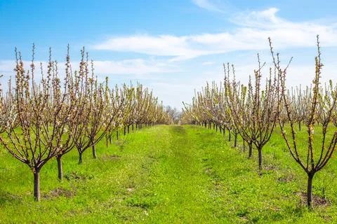 Rows of cherry trees in the garden are in bloom on a bright sunny day Stock Photos