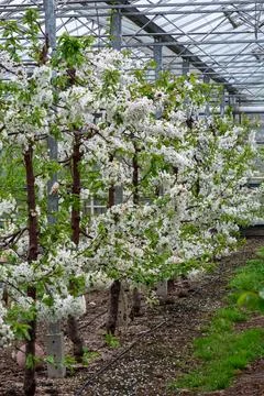 Rows of cherry trees with white blossom in fruit orchard with protection sy.. Stock Photos