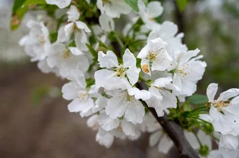 Rows of cherry trees with white blossom in fruit orchard with protection sy.. Stock Photos