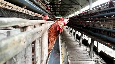 Rows of chickens in a poultry farm. Close-up view of a laying hen in a cage. Stock Footage 301514229