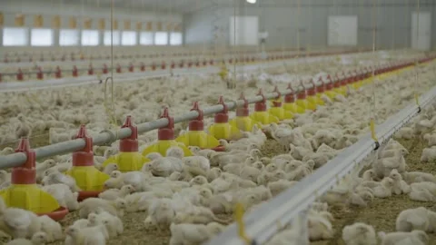 Rows of chics eat and play in a commercial poultry farm shed Stock Footage 252030994