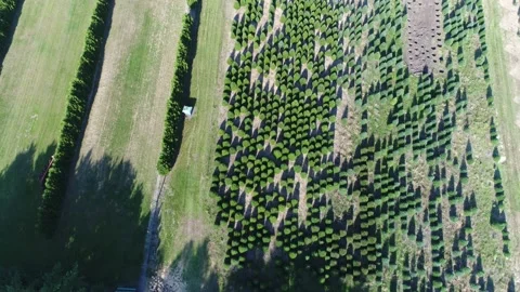 Rows Of Christmas Trees Being Grown For Christmas In Pine Tree Farm Top Down Stock Footage 164776738