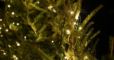 Rows of christmas trees full of lights  Video stock 166663483
