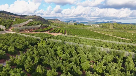 Rows of citrus and fruit orchards with protective netting on hillside farmland Vidéo 349022359
