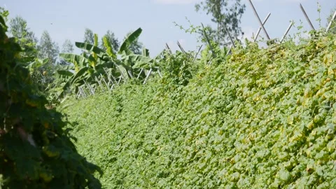 Rows of climbing crops on trellises growing in a field with bamboo stakes, banan Vídeos de archivo 343041279