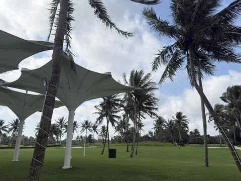 Rows of Coconut Palms Lining a Lush Green Lawn in a Hainan Coastal Park Stock Photos