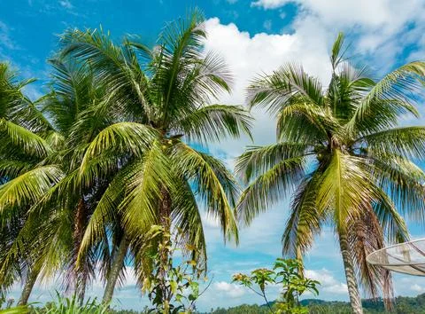 Rows of coconut trees blown by the gentle breeze on a sunny day (Cocos nucifera) Stock Photos