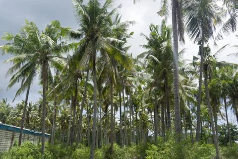 Rows of coconut trees. Good concept for agribusiness Foto stock