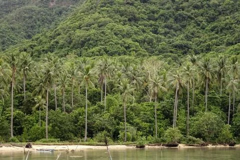Rows of coconut trees Stock Photos