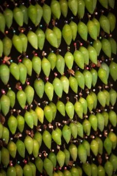 Rows of Cocoons Waiting to Hatch Stock Photos