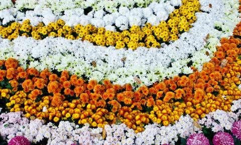Rows of colorful flowers Stock Photos