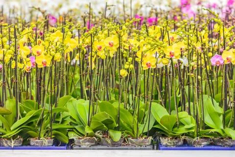 Rows of colorful orchids 库存照片