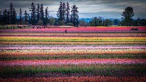 Rows of colorful tulip fields Stock Photos