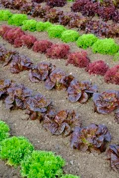 Rows of colourful lettuce salad leaf plants Stock Photos