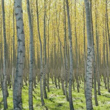 Rows of commercially grown poplar trees on a tree farm, near pendleton, orego Stock-Fotos
